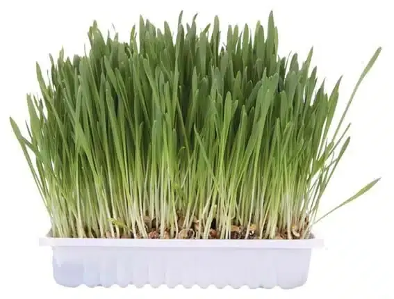 Mycket efterfrågad | Kattgräs Refill – 100g