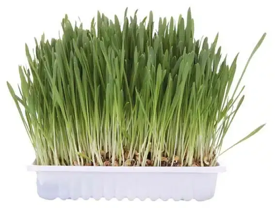 Kattgräs med Odlingslåda – 100g - Expressfrakt