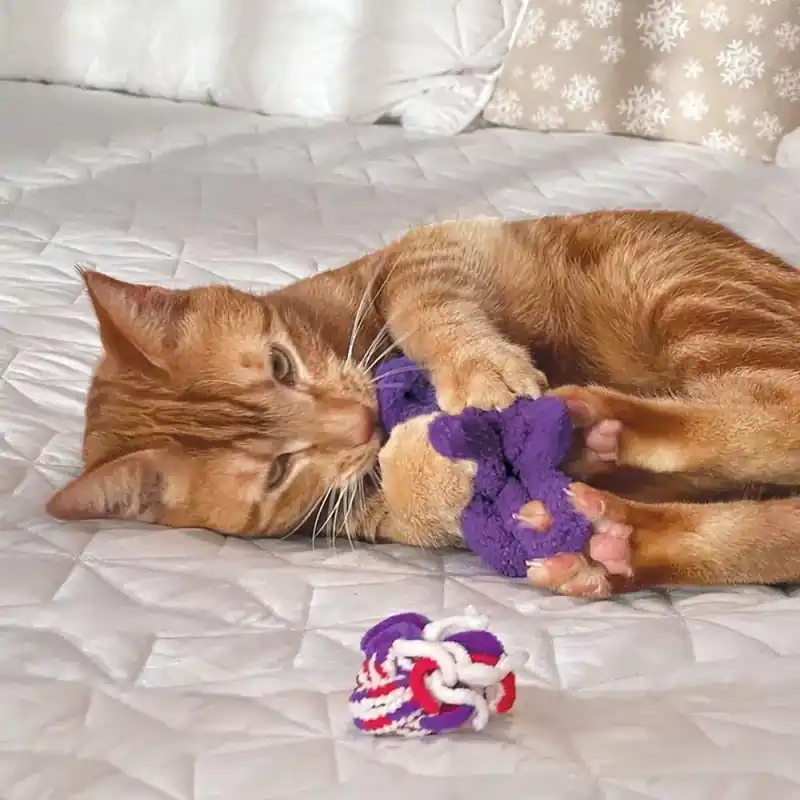 Passa på nu | KONG Cat Active Kattleksak Repknutar 2 st