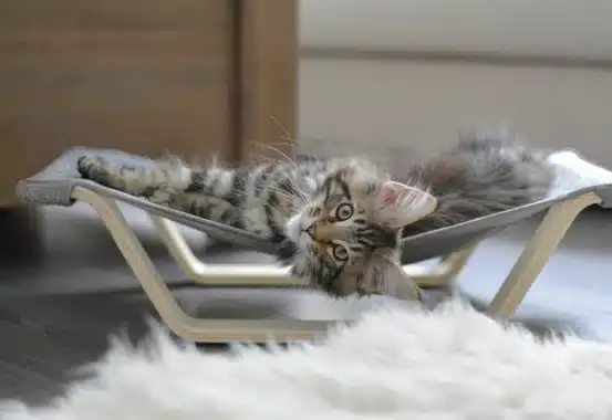 Hammock hängmatta Beonebreed | Hög kvalitet