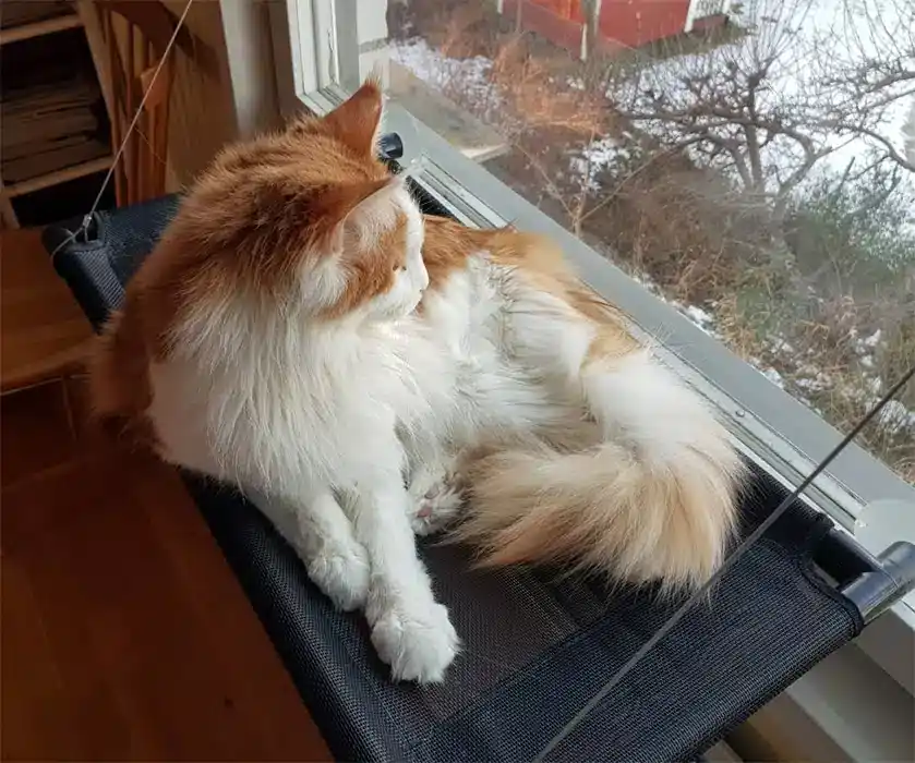 Fönsterbädd med sugproppar, för katt - Rabatter