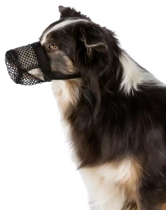 Expressleverans | Munkorg mot förgiftning för hund - Small-Medium