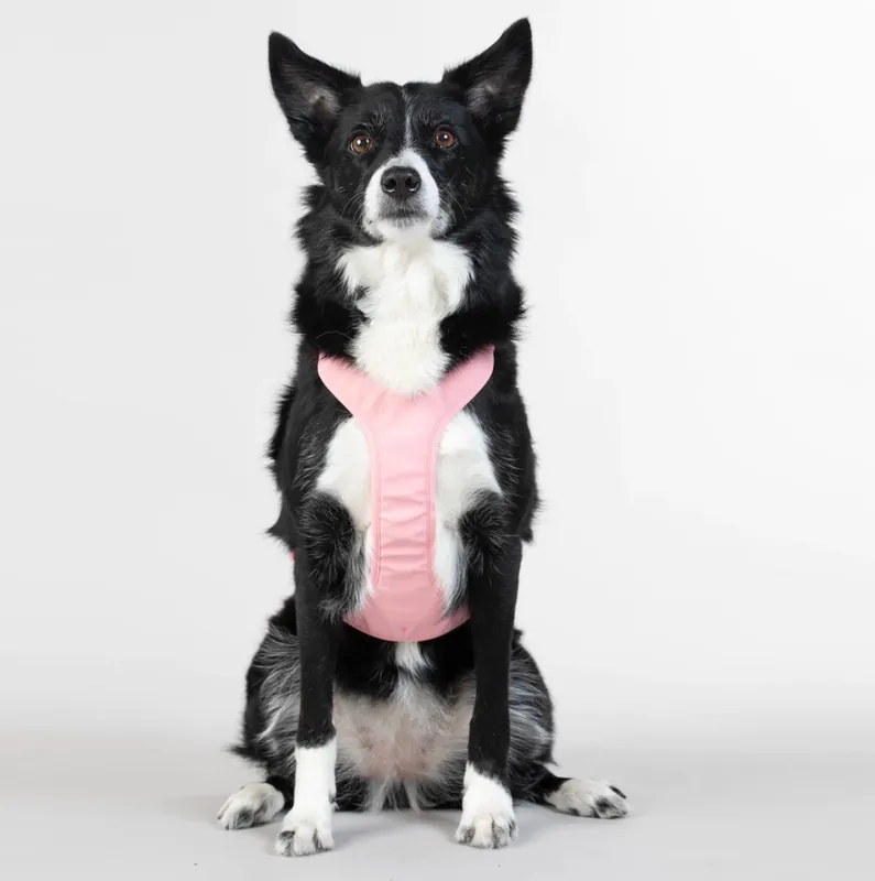 Reflekterande Hundsele, rosa - M | Storsäljare