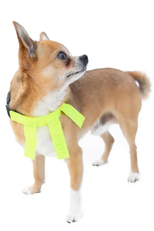 Topprodukt | Dogman Reflexhalsband med flärpar