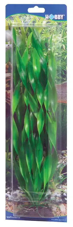 Dekorväxt Vallisneria-C940254 | Deal