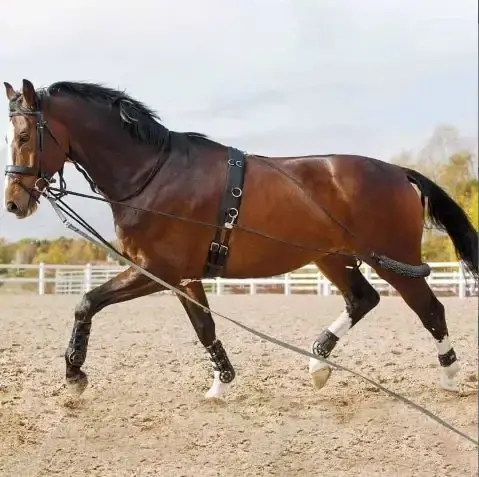 Longeringssystem Cob/Full | Endast denna vecka