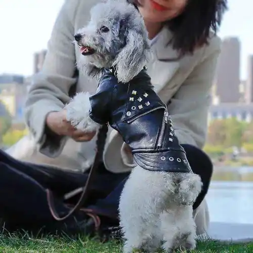 Giubbottino per cani in pelle ”Grease” | Expressleverans