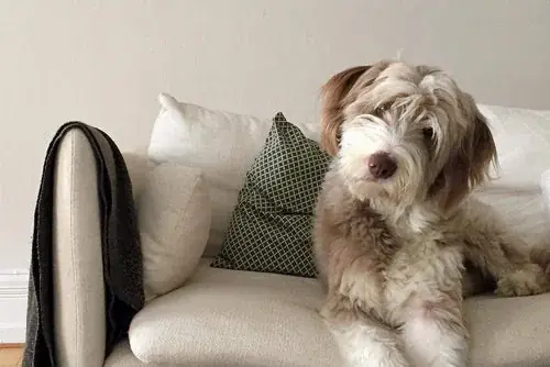 HUND – BETEENDEUTREDNING | Bästsäljare