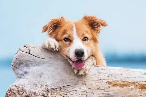 Favorit | HUND – PRIVATKURS