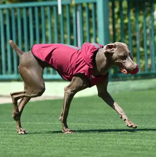 Impermeabile con cappuccio per cani facile da indossare - Nyhet