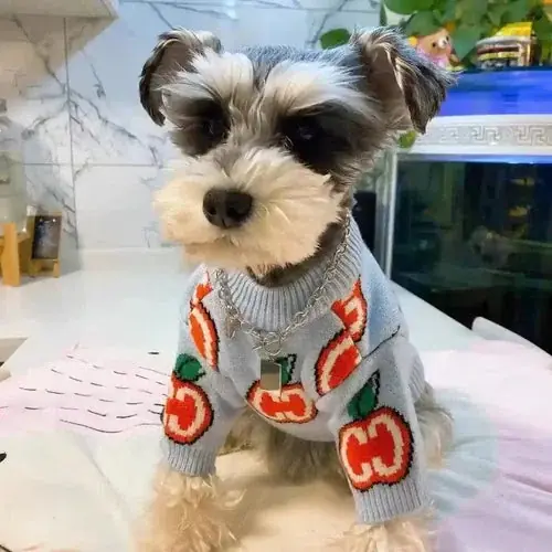 Efterfrågad - Maglia per cani ”Apple” – Charmepet