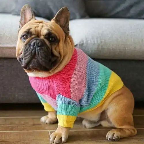 Premium - Maglia per cani ”Rainbow” – Cheepet