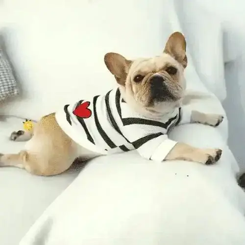 Maglia per cani ”Rubino” – Cheepet - Köp direkt