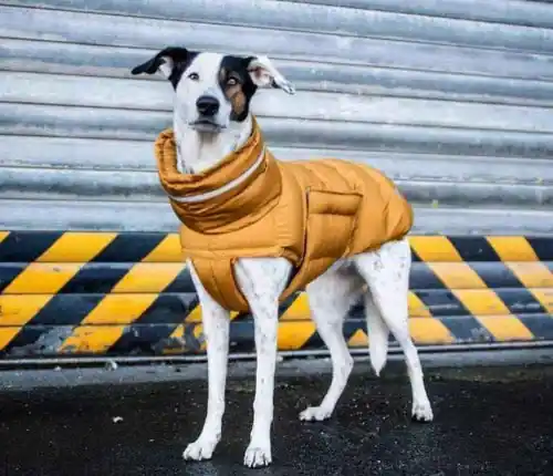 Piumino per cani imbottito antivento ”Woom” | Mycket efterfrågad