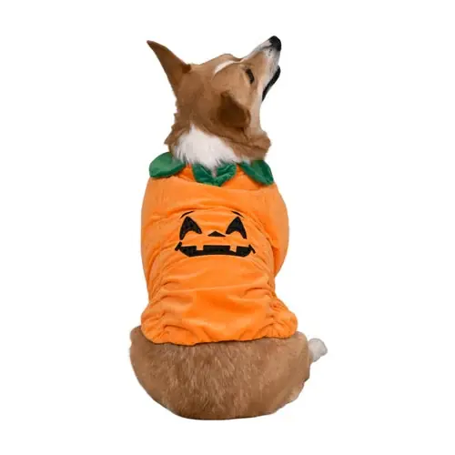 Bara idag | Pumpkin Pet Halloween Costume
