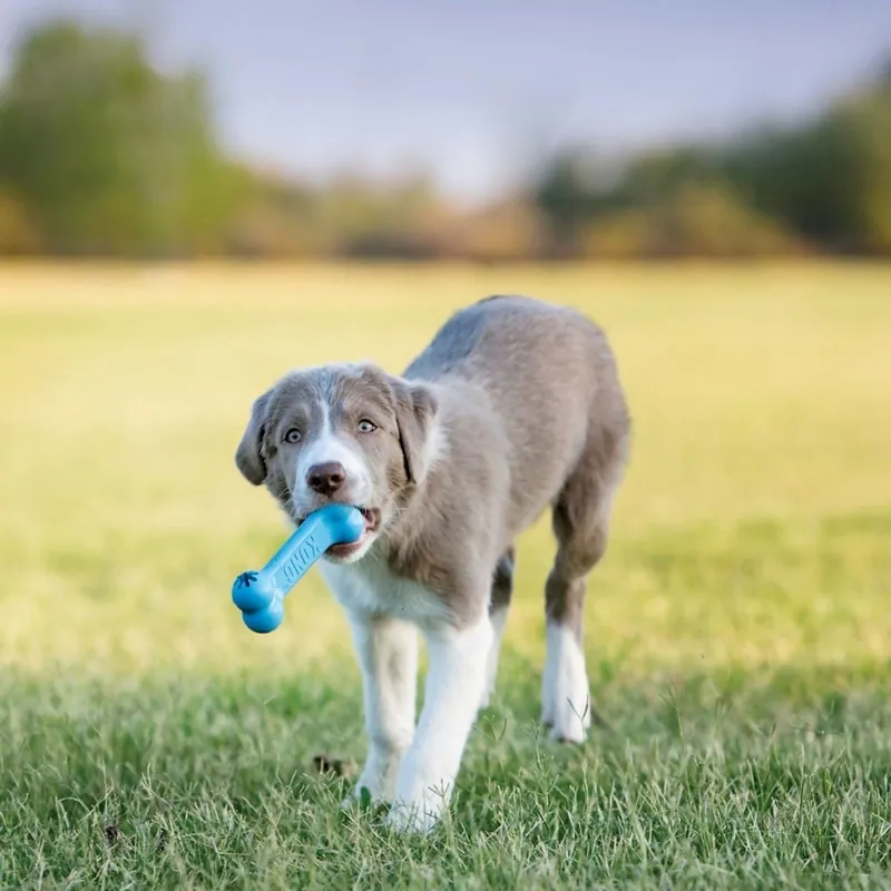 KONG Puppy Goodie Bone - Köp direkt