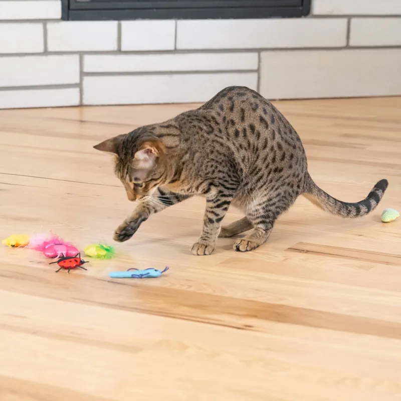 Catstages Cute As A Bug Insekter 6-pack - Missa inte
