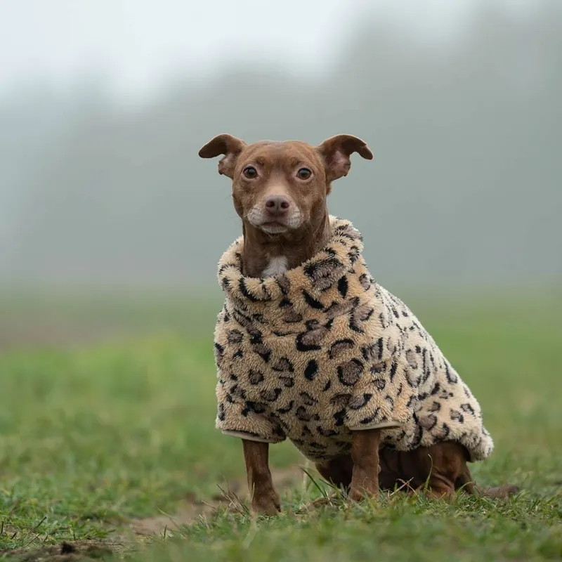 Specialpris - 51 Degrees North Turtle Teddy Hundtröja Leopard