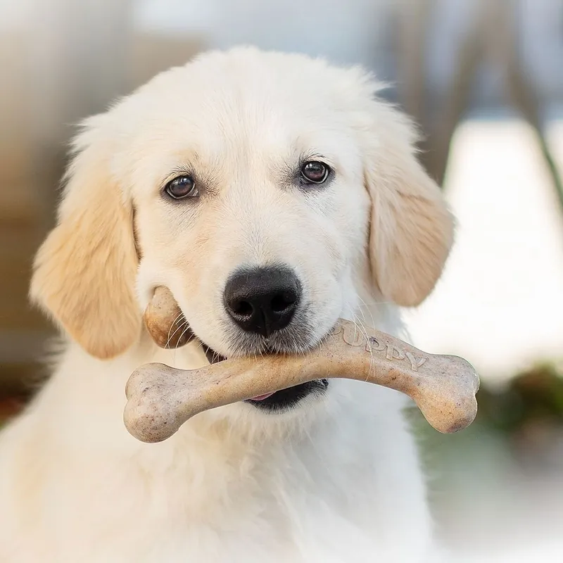 Bra pris just nu | Benebone Puppy Wishbone Bacon