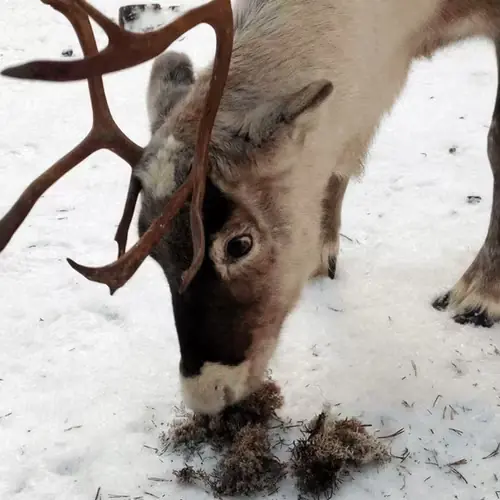 Kundfavorit | Sapmi Tugghorn Ren M