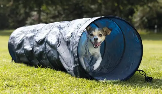 Agility Tunnel 40 x 200 cm - Lägg i varukorg