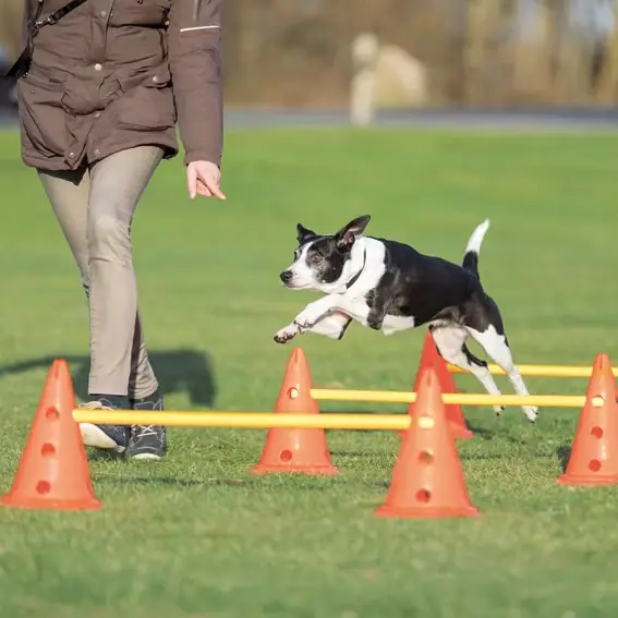 Dog Activity Hinderset, 6 koner och 3 hinder. | Hög kvalitet